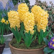 Indoor Prepared Hyacinth 'City of Harlem' 3 Bulbs per Pack image