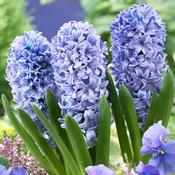Hyacinth Prepared Delft Blue 4PP image