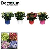 Hydrangea macrophylla mix in 23cm Pot (Sold Individually) image