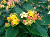 Hypericum 'Magical Beauty' 3 Litre image