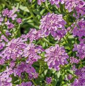Iberis 'Mermaid Lavender' 9cm image