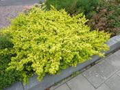 Ilex crenata 'Golden Gem' (2 Litre) image