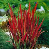 Imperata Cylindrica 'Red Baron' (2 Litre) image
