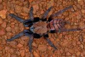 Indian Violet Tarantula (Chilobrachys fimbriatus) med