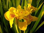 Iris Pseudacorus 'Variegata' (3 Litre) image