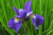 Iris sibirica Shirley Pope 2 Litre image