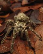 Kilimanjaro Mustard Baboon Tarantula (Pterinochilus murinus “Kilimanjaro Mustard”)