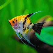 Koi Full Orange Angelfish | Pterophyllum Scalare 3-3.5cm image