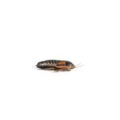 Dubia Roaches Medium (15-20mm) 12 Pack