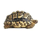 Leopard Tortoise image