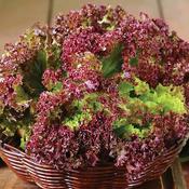 Lettuce 'Lollo Rossa'