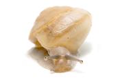Land Snail | Camaena platyodon Hainan
