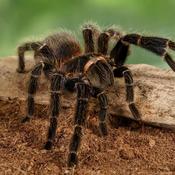 Salmon Pink Birdeater Tarantula | Lasiodora parahybana (Juvenile)