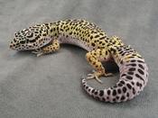 Leopard Gecko