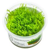 Leptodictyum riparium 1-2 Grow image