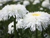 Leucanthemum 'Fiona Cog' 2 Litre image