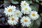 Leucanthemum 'Victorian Secret' - 2 Litre image