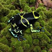 Blue Foot Leucomelas