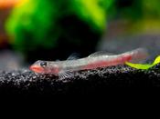 Lipstick Goby | Sicyopus jonklaasi 3-4cm