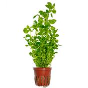 Ludwigia Palustris 'Green' Potted image