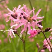 Lychnis flos-cuculi P9
