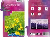 Lysimachia vulgaris P9