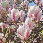 Magnolia soulangeana 50-60 CM C4.5 image