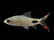 Mahecola Barb | Barbus mahecola 4-5cm