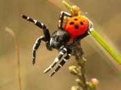 Ladybird Spider | Eresus walkenaerius s image