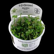 Marsilea Hirsuta 1-2 Grow