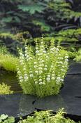 Mentha cervina 'Alba' P9