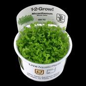 Micranthemum Tweediei 'Monte Carlo' 1-2 Grow