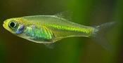 Microrasbora Kubotai Medium