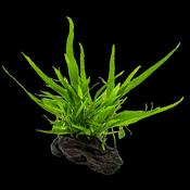 Microsorum pteropus nano wood image