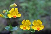 Mimulus luteus P9
