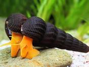 Mini Golden Rabbit Snail | Tylomelania sp. 1.5-2cm image