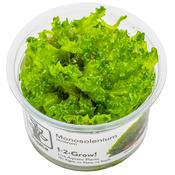 Monosolenium Tenerum 1-2 Grow image