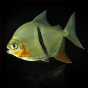 Myleus Schomburgki 4-6cm