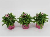 Myosotis pink | Forget-Me-Not Pink P10.5