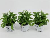Myosotis white | Forget-Me-Not White P10.5