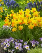 Daffodil Narcissus 'Jetfire' (20 Pack) image