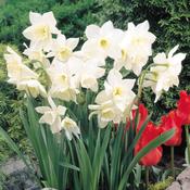 Daffodil Narcissus 'Tresamble' (6 Pack) image