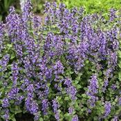 Nepeta x Faassenii Catmint 2L image