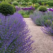 Nepeta Six HillS Giant | Catmint 2 LItre image