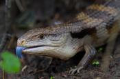 Northern Blue Tongue Skink