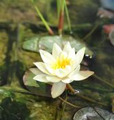 Nymphaea 'Pygmaea Helvola' (P11)