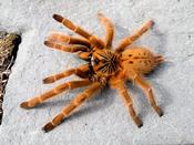 Orange Baboon Tarantula | Pterinochilus murinus RCF s image