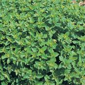 Oregano Seeds