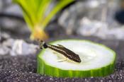 Otocinclus Catfish L