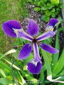 Iris robusta 'Dark Aura'  P9